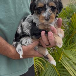 Elsa - Merle female Bernedoodle puppy in Daytona Beach, Florida from Salt-Life Doodles