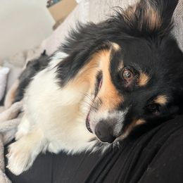 Pembroke Welsh Corgi All Grown Up from Fern Canyon Corgis