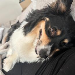 Pembroke Welsh Corgi All Grown Up from Fern Canyon Corgis