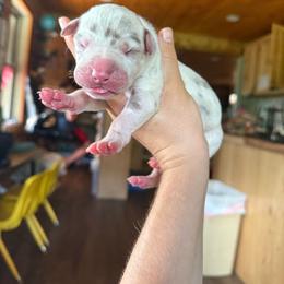 Dark blue collar - Harlequin female Great Dane puppy in Corsica, Pennsylvania from Ferguson Family Danes LLC
