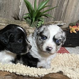 Miniature Australian Shepherd Puppies from Helm Farms Aussies