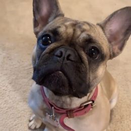 Gia - French Bulldog