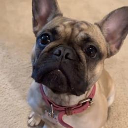 Gia - French Bulldog