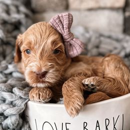 Bellatrix - Apricot Goldendoodle puppy in Corona, California from West Coast Goldendoodles