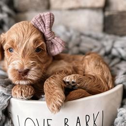 Bellatrix - Apricot Goldendoodle puppy in Corona, California from West Coast Goldendoodles