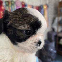 Mirabel - Gold and white female Shih Tzu puppy in Lebanon, New Jersey from Olive's Grove