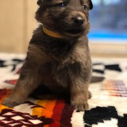 German Shepherd Puppies from Buchanan’s Shepherds