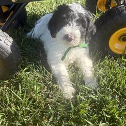 Greg - Black and white male Sheepadoodle puppy in Leeton, Missouri from Jane's Sheepadoodles