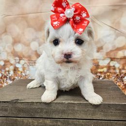 Zoe - White female Maltese puppy in Monticello, Iowa from Ashley’s Puppies