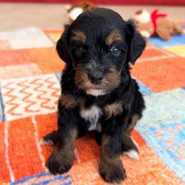 Nichelle - Tri-color female Bernedoodle puppy in Dundee, Ohio from Down Home Doodle