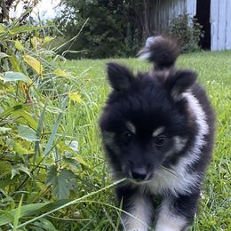 Pomsky Puppies from Rustic Pomskies