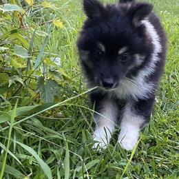 Pomsky Puppies from Rustic Pomskies