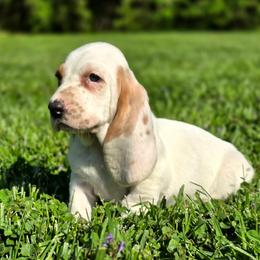 Beau - Lemon and white male Basset Hound puppy in Lebanon, Ohio from Lady Mae Bassets