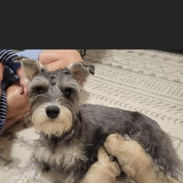 Miniature Schnauzer Puppies from S & S Miniature Schnauzer