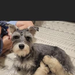 Miniature Schnauzer Puppies from S & S Miniature Schnauzer