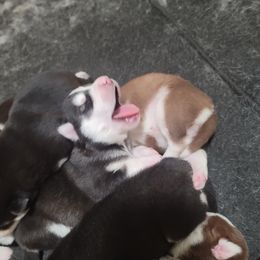 Siberian Husky Puppies from Anuun's Huskies