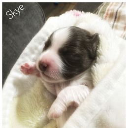 Skye - Chocolate female Havanese puppy in Katy, Texas from Cloud 9 Havanese