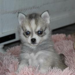 Pepper - Black and white female Pomsky puppy in Uintah County, Utah from Bingo's Wolfhounds, Lollipop Pomskies