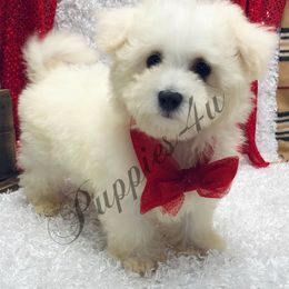 Poodle Puppies from Puppies-4U