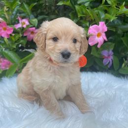 Oliver - Cream male Goldendoodle puppy in The Woodlands, Texas from Gracie's Goldendoodles and Bernedoodles