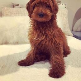 Goldendoodle Puppies from Riverbend Mini and Standard Goldendoodles