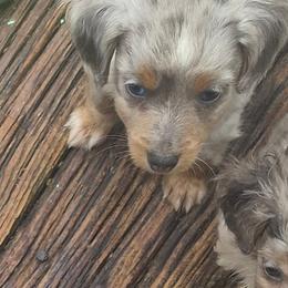 Chiweenie dapple boy chip - Dapple male Dachshund puppy in Madisonville, Tennessee from LaRose Farm & Kennels
