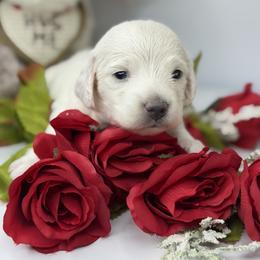 Drake Cream (No breeding homes allowed) - Cream male Dachshund puppy in Fayetteville, North Carolina from RRD