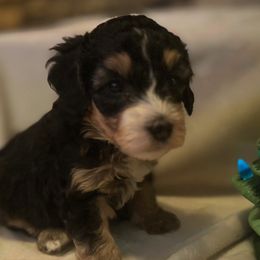 Boy 4 - Tri-color male Bernedoodle puppy in Montrose, Michigan from Livy’s Doodles