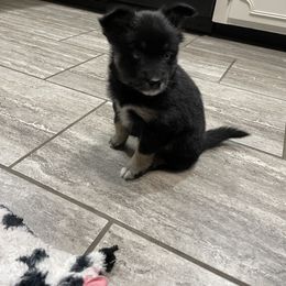 Pomsky Puppies from Michelle's Pomskies