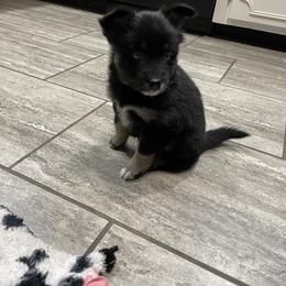 Pomsky Puppies from Michelle's Pomskies