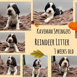 English Springer Spaniel Puppies from Kaveman Springers