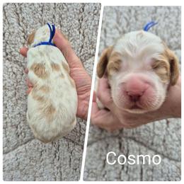 Cosmo - Lemon and white male English Springer Spaniel puppy in Freeland, Michigan from McNally's Springer Spaniels
