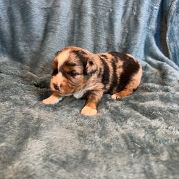 Spitz - Blue merle male Toy Australian Shepherd puppy in Nocona, Texas from Rafter O Toy Aussies and Mini Heelers