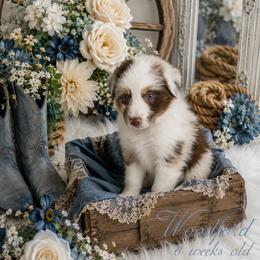 Woodford - Red merle male Australian Shepherd puppy in Albany, Kentucky from Blue Ridge