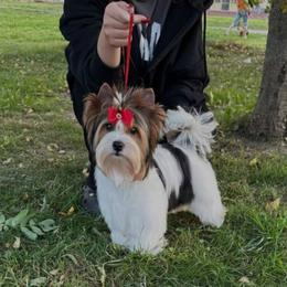 Hiro - Biewer Terrier