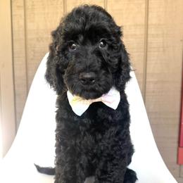 Cricket - Black male Goldendoodle puppy in Mount Pleasant, Tennessee from Doodle My Heart
