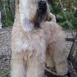 Soft Coated Wheaten Terriers from Sundance Wheatens
