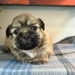 Koda - Black and tan male Shih Tzu puppy in Zephyrhills, Florida from Mary’s Shih Tzus