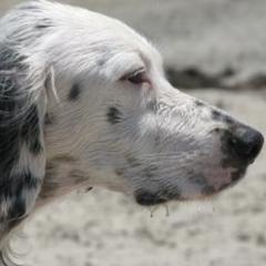 English Setters from ESetters