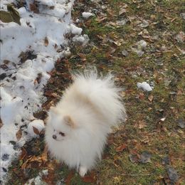 Pomeranian Puppies from Fancy Paws Pomeranian