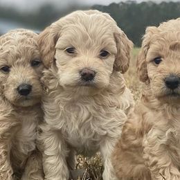 Cockapoos from Puddin Swamp Paws