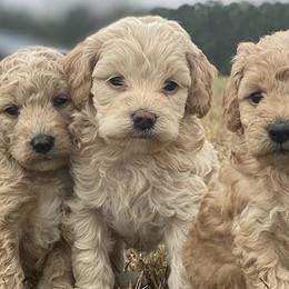 Cockapoos from Puddin Swamp Paws