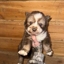Boy 1 - Brown and white male Siberian Husky puppy in Iron River, Wisconsin from Wiemeri Siberians