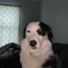 Brody - Australian Shepherd