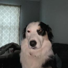 Brody - Australian Shepherd