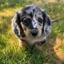 Chester - Dapple male Dachshund puppy in Salem, Oregon from Longdox Mini Dachshunds