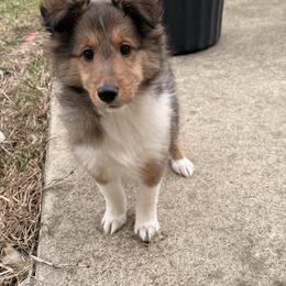Teddy - Sable and white male Shetland Sheepdog puppy in Martinton, Illinois from KW Kennels