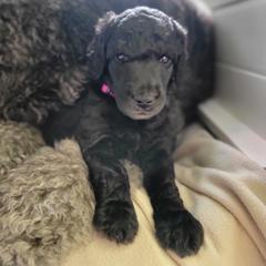 Fire - Silver Poodle puppy in Colorado from Apex Poodles