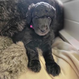 Fire - Silver Poodle puppy in Colorado from Apex Poodles