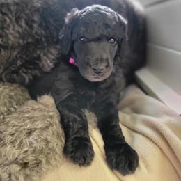 Fire - Silver Poodle puppy in Colorado from Apex Poodles